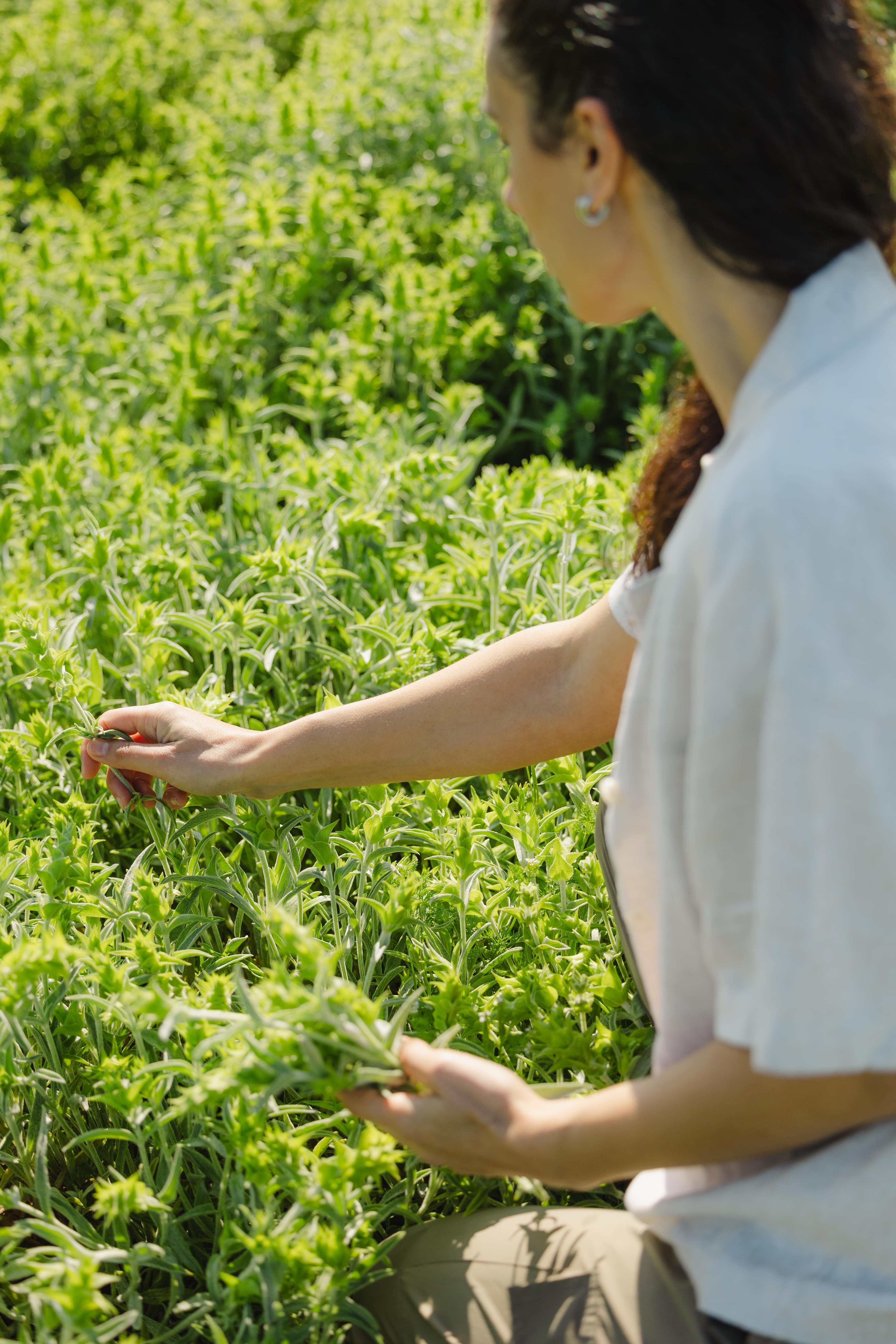 Person picking greek mountain tea in a field