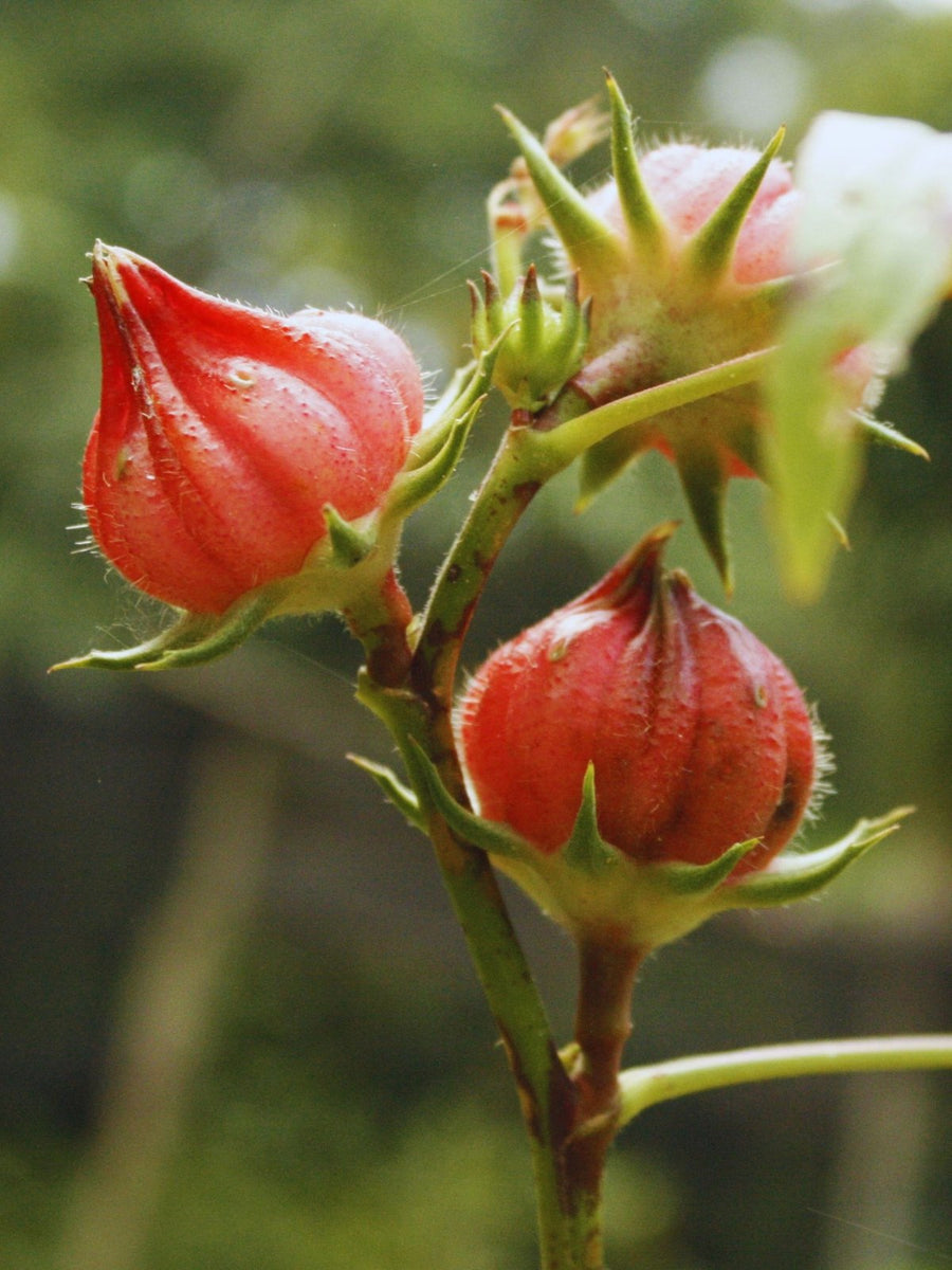 Roselle hibiscus calyces on the plant