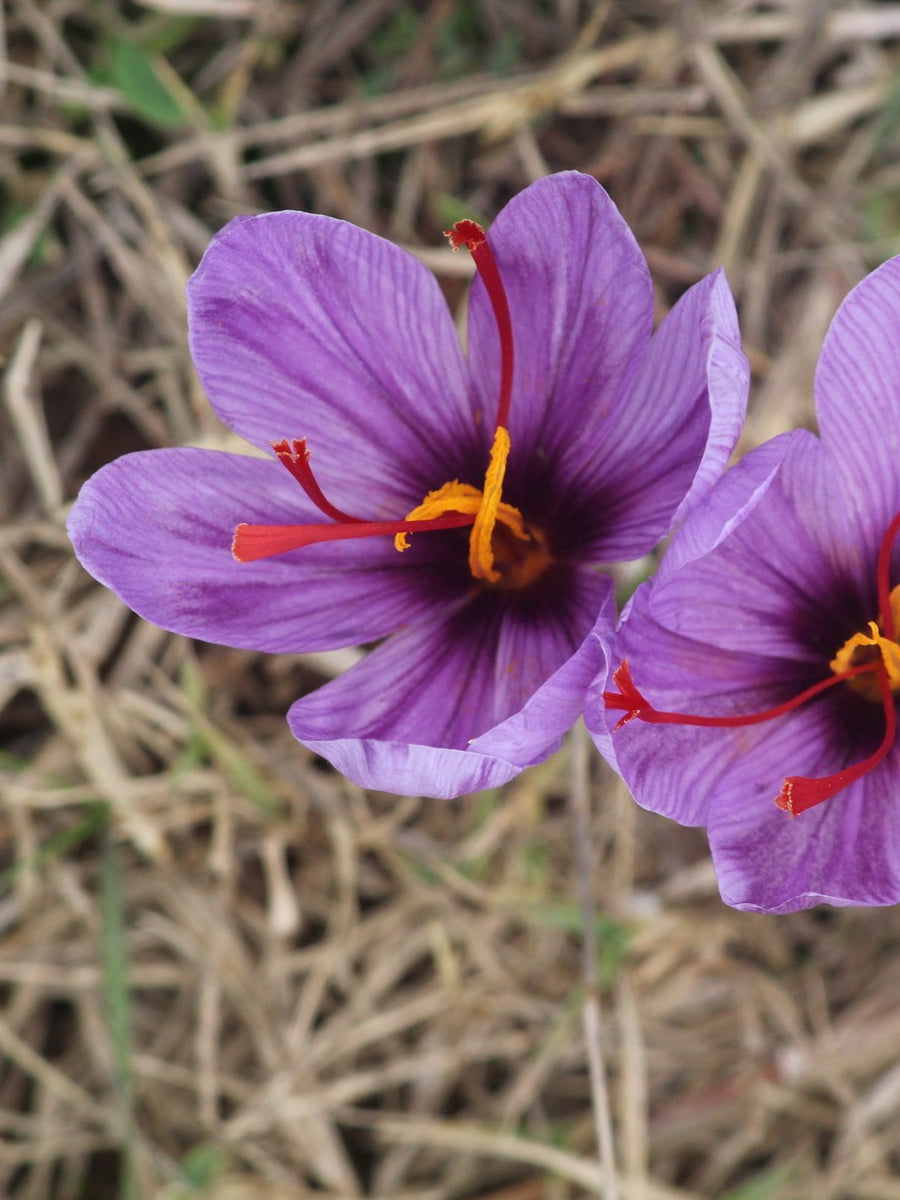 Saffron crocus flower with its three red stigmas