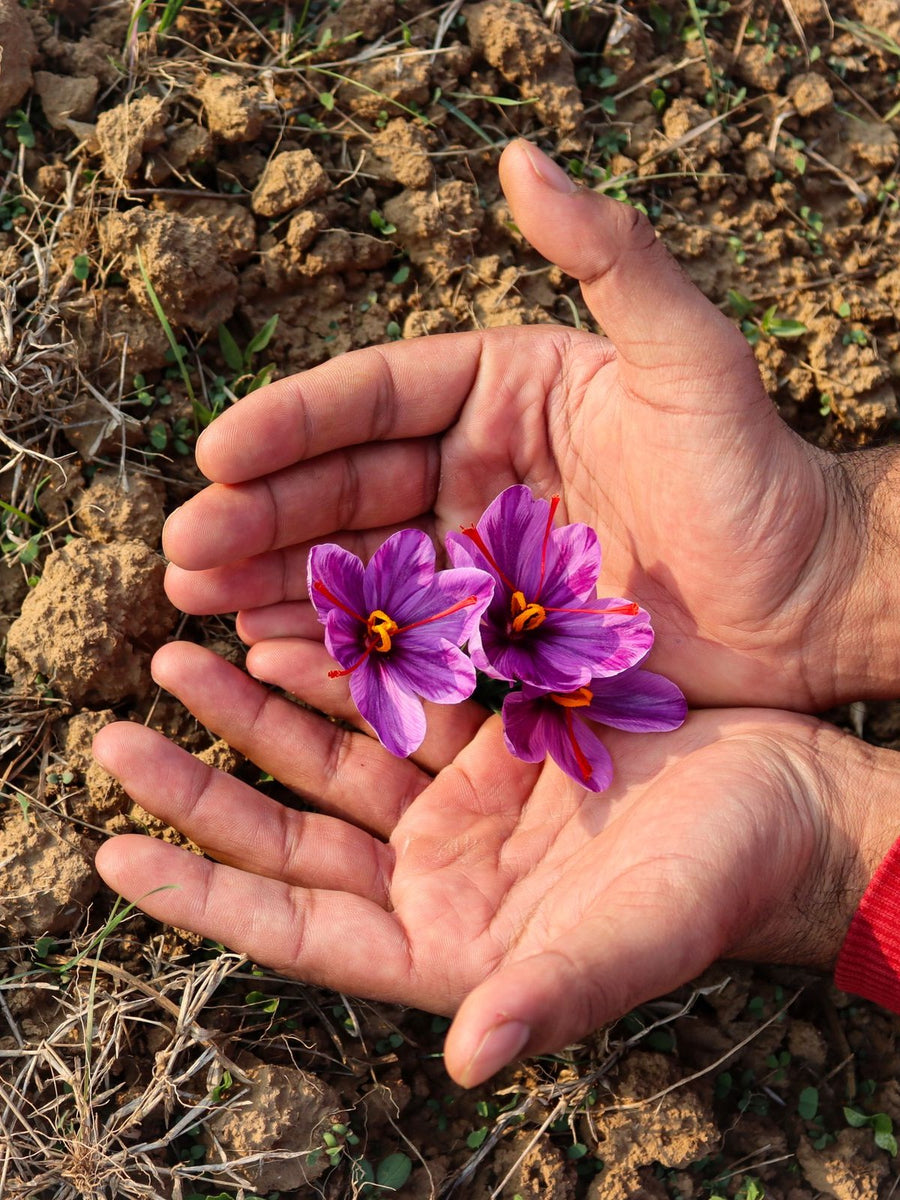 Hands holding freshly picked saffron crocus flowers at harvest