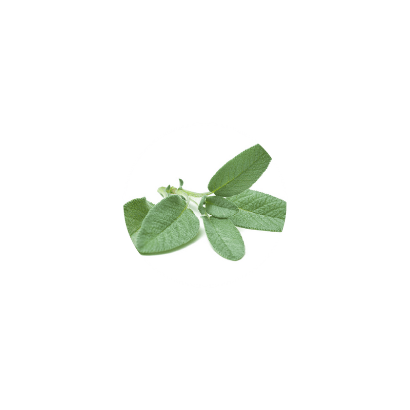 Organic Greek Sage