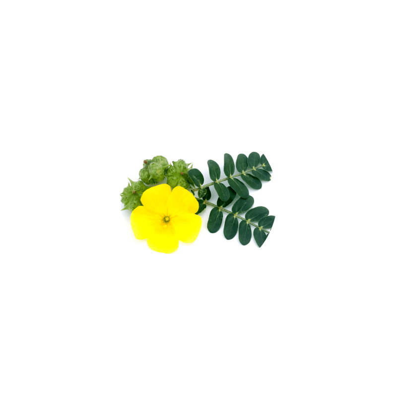 Organic Tribulus