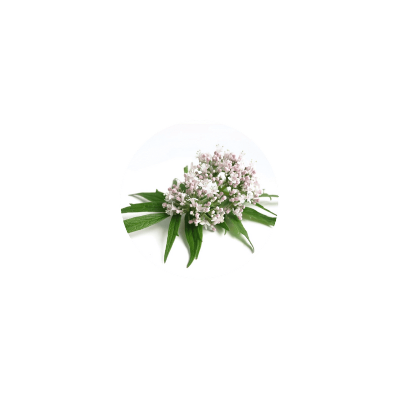 Organic Valerian Root