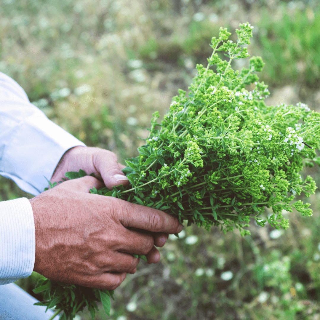 Greek Oregano 