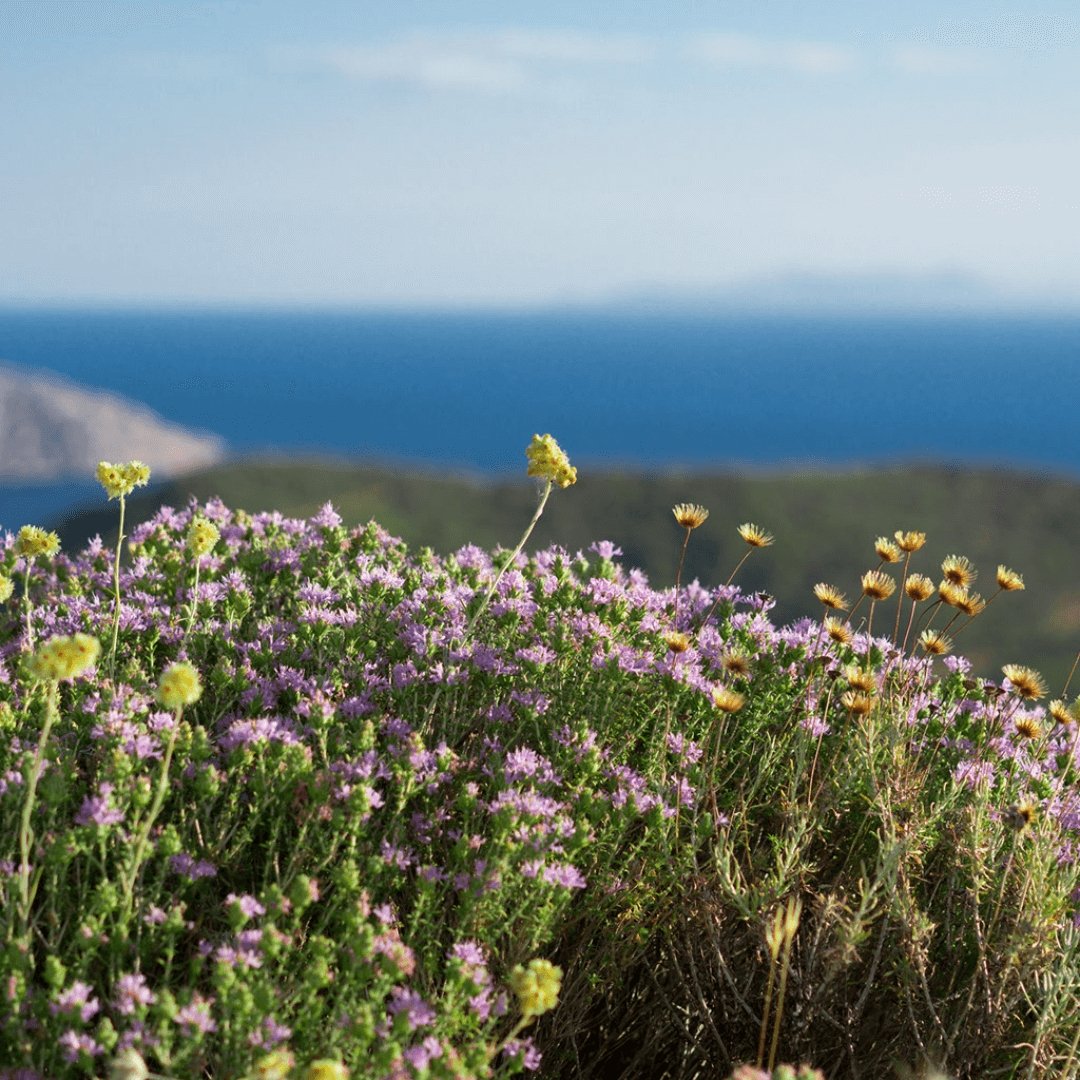 Greek Oregano (Ikaria) - Origanum onites 