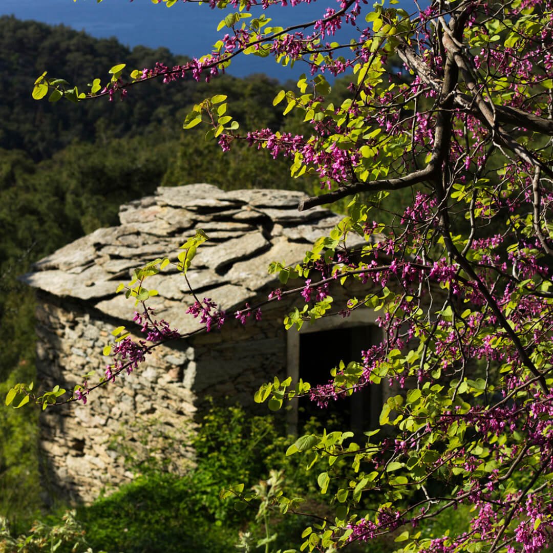 Ikaria Tea - Greek Superherbs