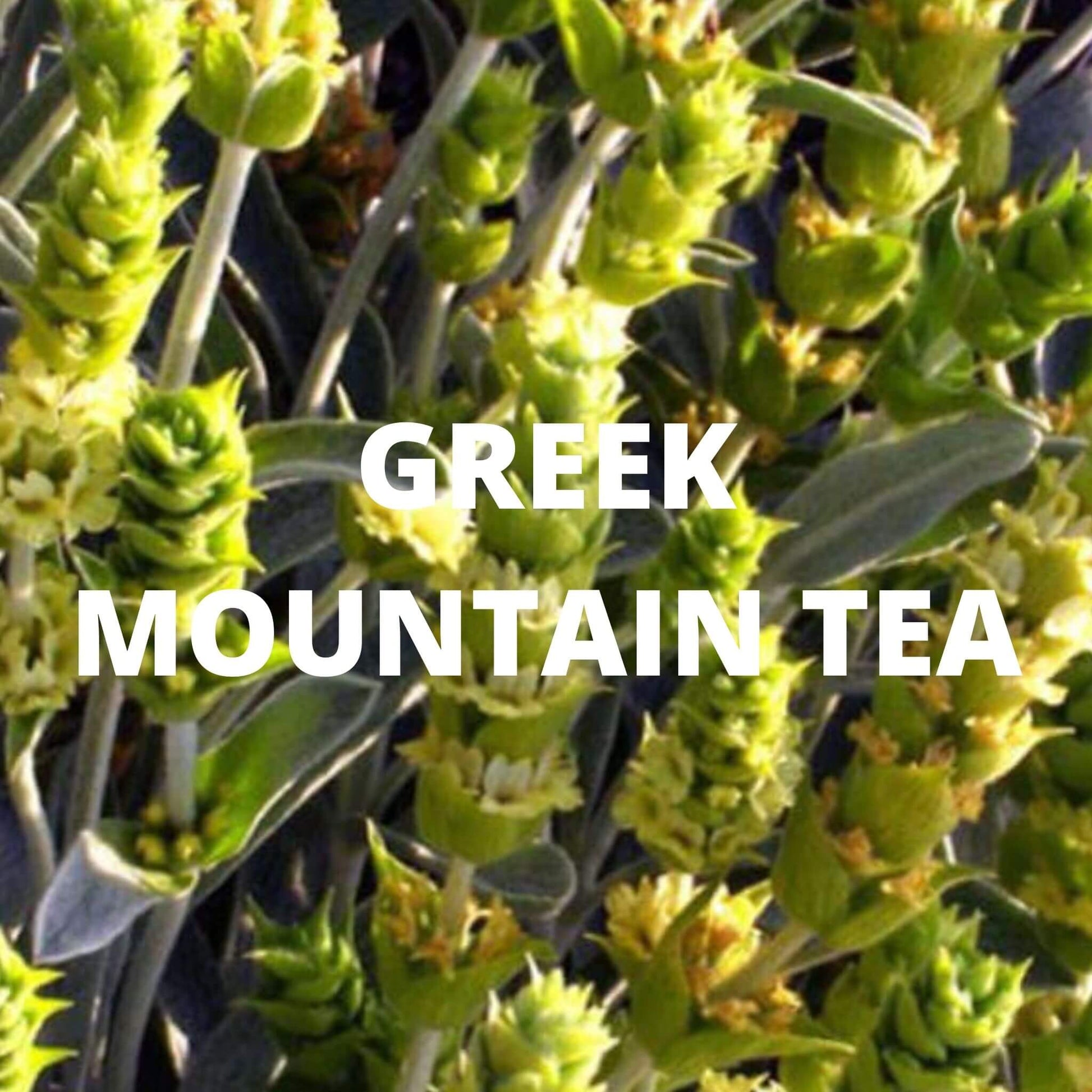 Santorini Tea - Greek Superherbs